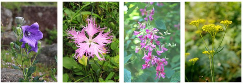 8月7日（月）は立秋　六甲高山植物園では、秋の七草が開花！