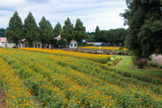 黄色い絨毯が一面に！茨城・こもれび森のイバライドで「キバナコスモス」が見頃　夏限定「バブルバズーカ」イベントも開催中！
