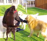 イオンペット×犬と住まいる協会　「ペットリフォーム」取次ぎに関する提携を8月に開始