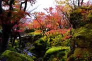 箱根の紅葉シーズン
