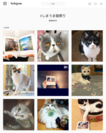 Instagram #しまうま猫祭り もチェック！