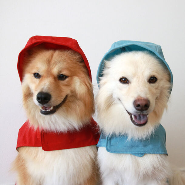 雨ん歩コーデ が楽しめる 犬用レインコート 登場 シンプルなデザインで水色 赤の2色展開 株式会社デロリアンズのプレスリリース