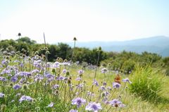 秋の訪れを告げる　吾妻山に咲くマツムシソウ