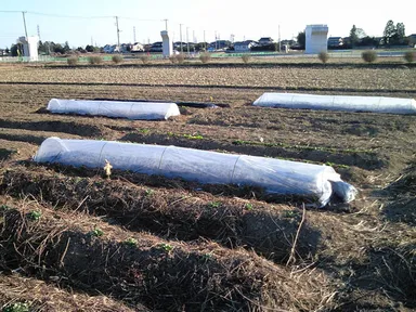 「BIGLOBEファーム 久喜」の様子