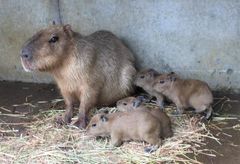 伊豆シャボテン動物公園に夏の“ベビー”ラッシュ到来！？「カピバラ」＆「ホオジロカンムリヅル」赤ちゃん誕生