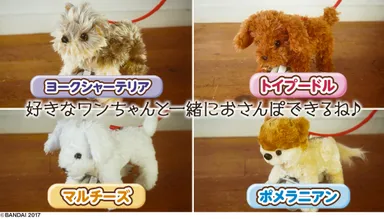 とことこ歩き動画イメージ画像