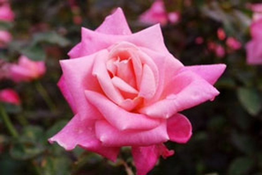 秋の六甲山で一足早くバラを楽しむ
「バラの小径　ローズウオーク」　9月9日（土）シーズンオープン