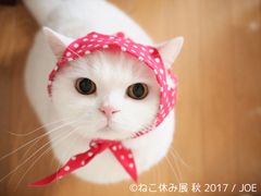 「ねこ休み展 秋」開催＆名古屋ギャラリーOPEN決定！初の秋開催は招き猫の日(9/29)より！秋だって猫まみれ空間