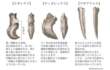 モンスターハンターフェスタ'09で展示された化石の図