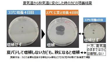 図表2　夏気温から秋気温に変化した時のカビの培養結果