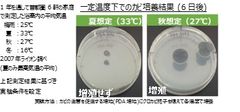 図表1　一定温度下でのカビ培養結果(6日後)