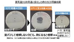 図表2　夏気温から秋気温に変化した時のカビの培養結果