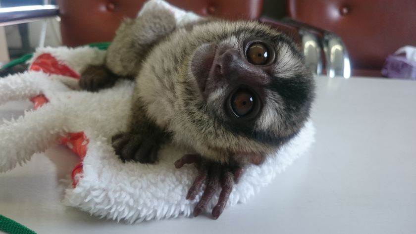 岩手サファリパークで“400gの生命の重さ”を体験！
「秋のどうぶつランドフェスティバル」を9月30日(土)まで開催