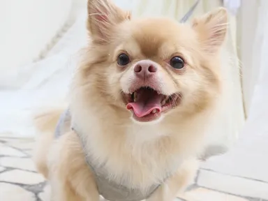 チワワ エントリー写真 イメージ