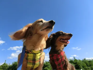 ダックスフンド エントリー写真 イメージ