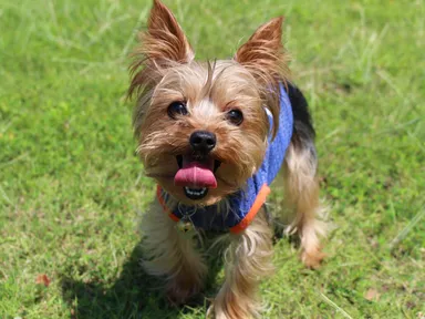 ヨークシャー・テリア エントリー写真 イメージ