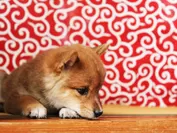 日本犬 エントリー写真 イメージ