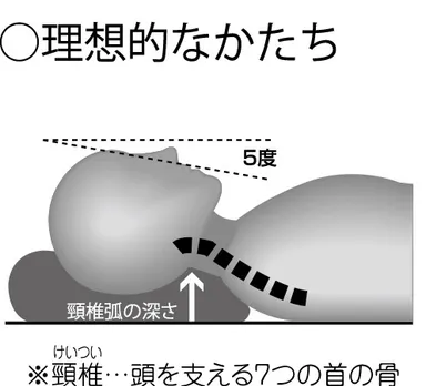 理想的な寝姿勢イラスト