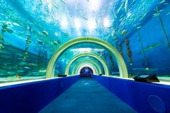 ノゾコーネ会場の浅虫水族館