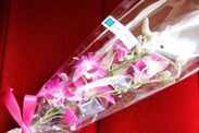 シンガポール産の蘭の花をプレゼント