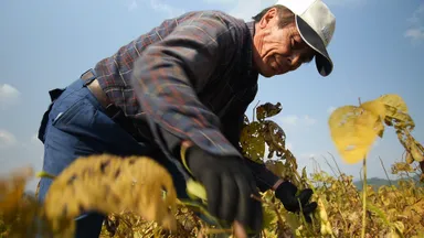丹波産黒豆の収穫
