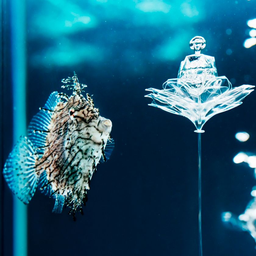 「生きものとアートにふれる展2 0 1 7 」を開催
感性をゆさぶる、生きものとアートのインスタレーション
～生きているミュージアムNIFREL　２周年記念～