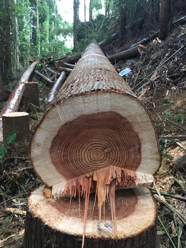 活動の様子(6月8～10日)2