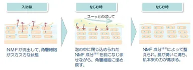 NMF成分浸透肌図イメージ