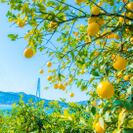 レモン農園からみた瀬戸内海風景