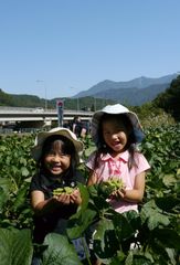 収穫期は年に数日！山梨で「幻の大豆」の枝豆を収穫体験！10月上旬より「身延のあけぼの大豆産地フェア」を開催地域特産品の認知拡大を目指す