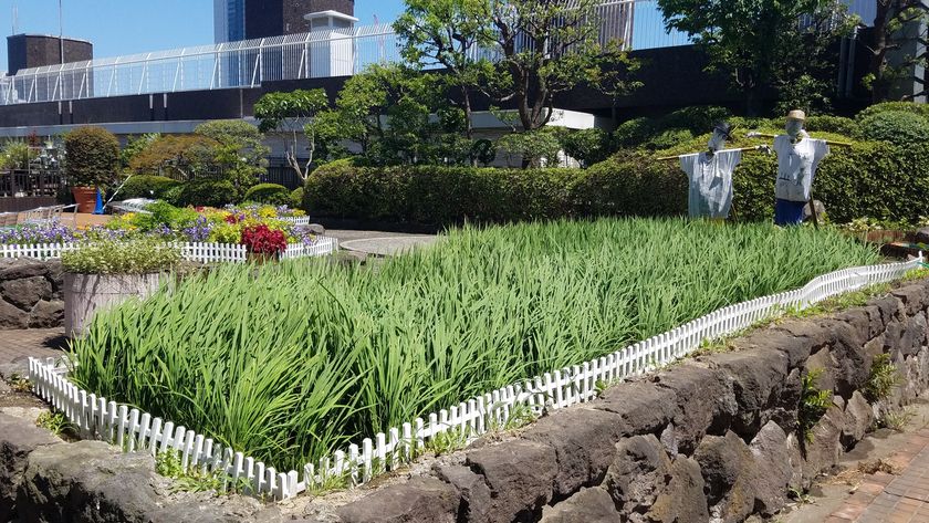 東急百貨店本店農業プロジェクト第二弾！
本店屋上に設置した水田で稲刈りを実施！
