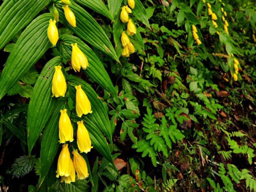 山里の貴婦人「キイジョウロウホトトギス」が見頃を迎えました！