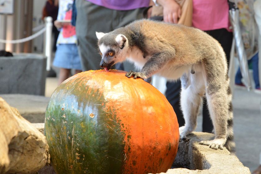 《生きもの × ハロウィーン》
「NIFREL’S パンプキンエンリッチメント」開催
ハロウィーン限定フードも登場！