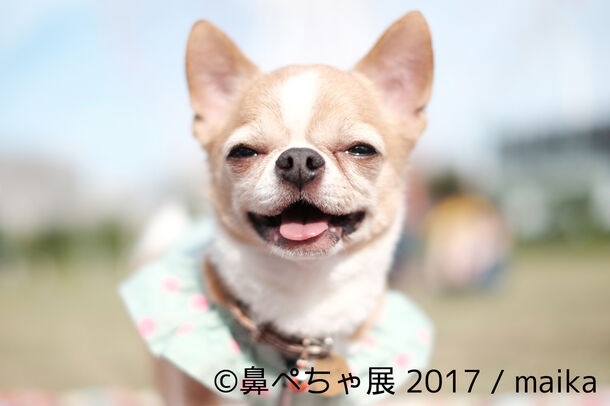 鼻ぺちゃ で ぶさかわ なインスタ有名犬が集合 来場者数1 5万人突破の写真展を10 11 12 浅草橋で開催 株式会社baconのプレスリリース