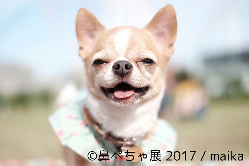 鼻ぺちゃ で ぶさかわ なインスタ有名犬が集合 来場者数1 5万人突破の写真展を10 20 11 12 浅草橋で開催 株式会社baconのプレスリリース