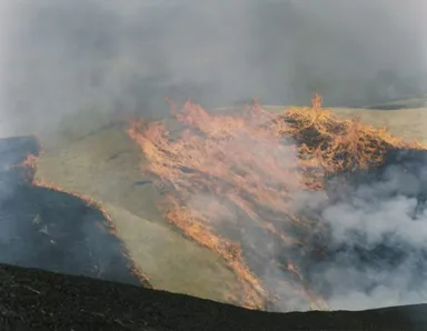 Rinko Kawauchi Untitled Series: Ametsuchi, 2012 (C) Rinko Kawauchi, Prix Pictet 2017