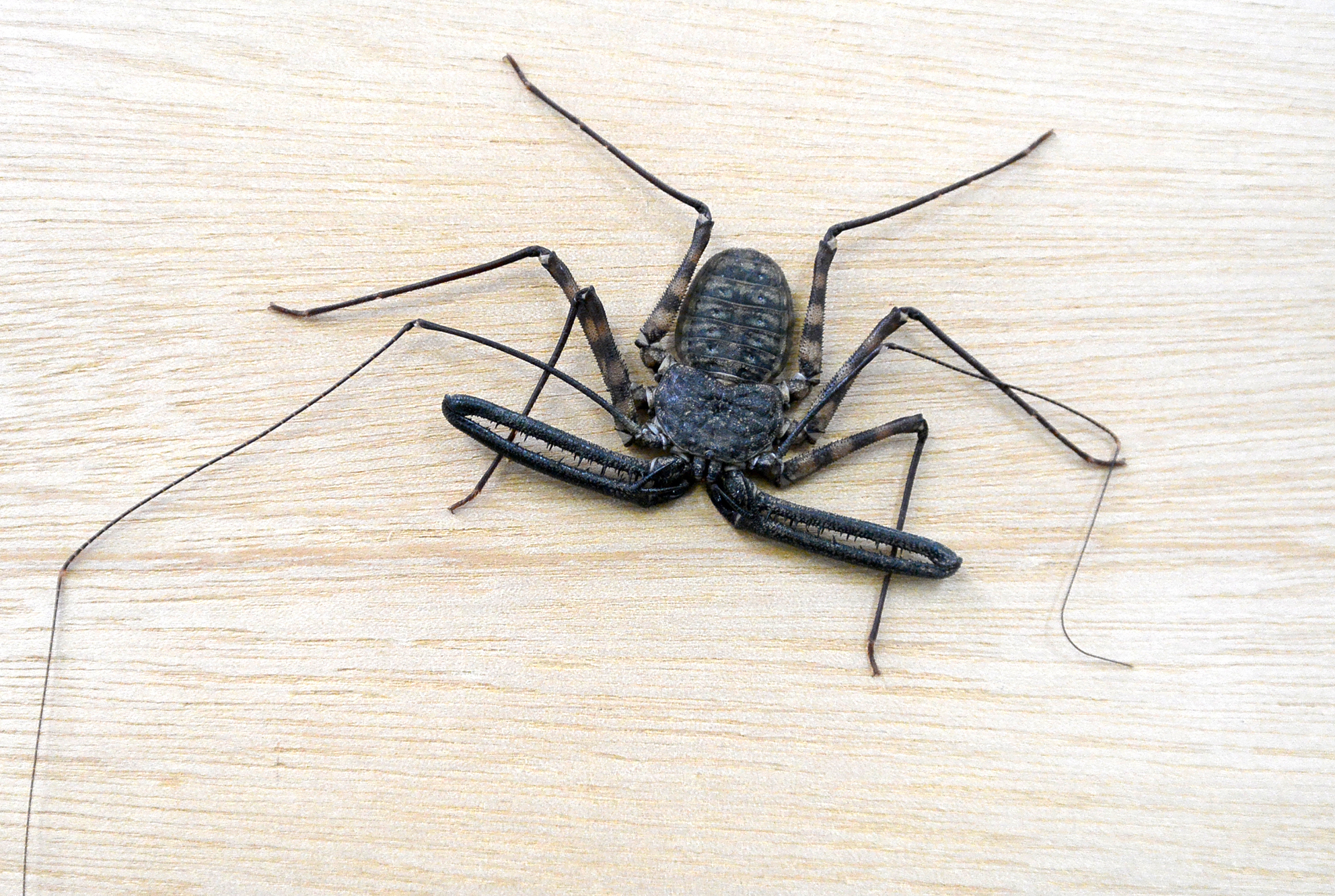 世界各国の気持ち悪い生き物がサッポロファクトリーに大集合 うわさの キモい展 がいよいよ札幌で開催 キモい展実行委員会のプレスリリース