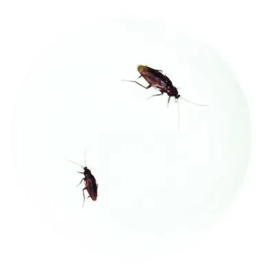 キモい展ゴキブリお皿