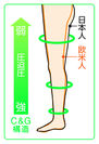 日本人体型に基づく高いフィット性