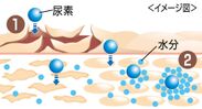 (1)尿素が角質を柔らかくして浸透します (2)浸透した尿素が体内から水分を集め うるおいを保ちます
