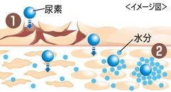 (1)尿素が角質を柔らかくして浸透します (2)浸透した尿素が体内から水分を集め うるおいを保ちます