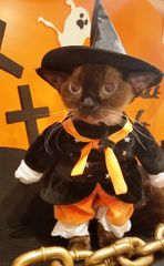 ハロウィン仮装の猫と“記念ニャ真”、おいしいミルクを飲んで運気もアップ！猫カフェ 猫家 大宮店「ハロウィンにゃんぼ！くじ」開催