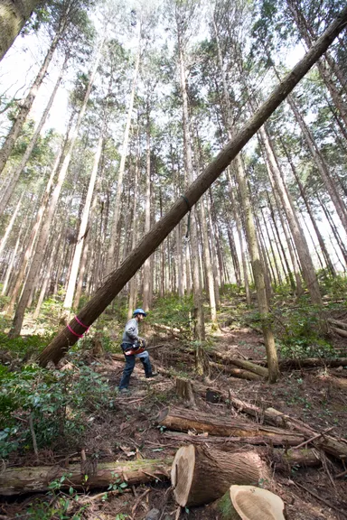 山での伐採見学風景1