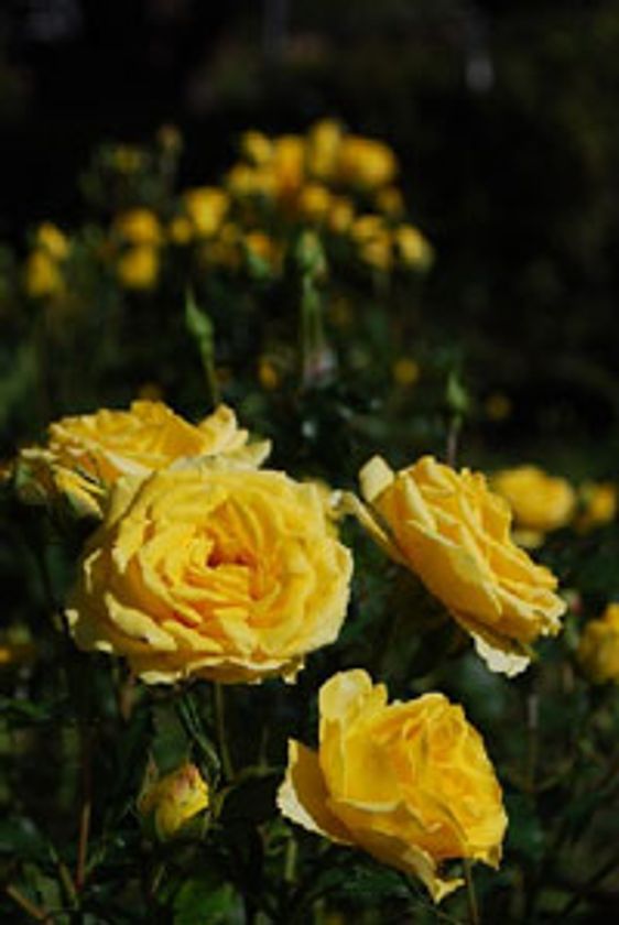 六甲山カンツリーハウス「バラの小径 ローズウオーク」
秋バラが間もなく見ごろを迎えます！
～写真家 川島小鳥、国内初の野外写真展も同時開催～