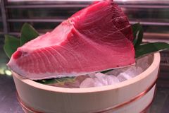 養殖マグロも宇和島名産