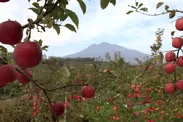 リンゴと岩木山