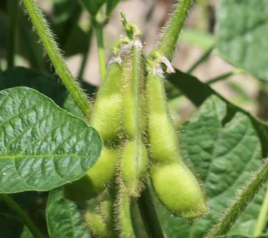 鶴岡市で作られるだだちゃ豆