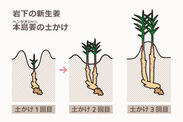 岩下の新生姜(本島姜) 土かけによる成長イメージ