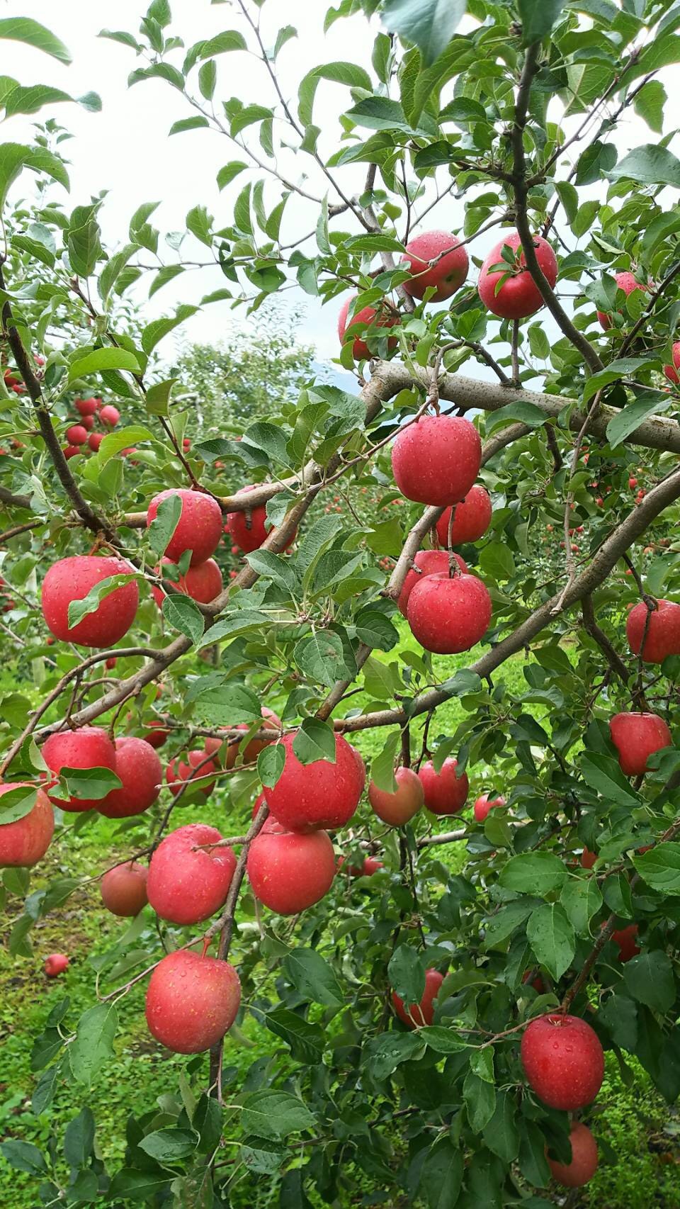 収穫直前のりんご２