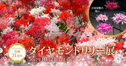 晩秋に輝く花の宝石「ダイヤモンドリリー」2,000鉢の展示会　加茂荘花鳥園(静岡県掛川市)にて10月21日から開催